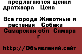 предлагаются щенки дратхаара › Цена ­ 20 000 - Все города Животные и растения » Собаки   . Самарская обл.,Самара г.